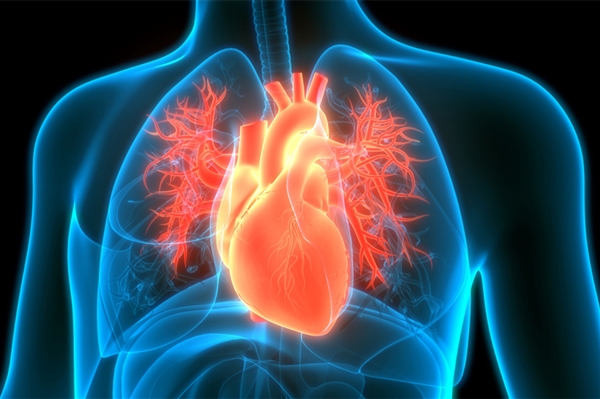 长期养狗心脏病风险直降20%:天然护心神器